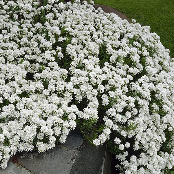 Iberis White