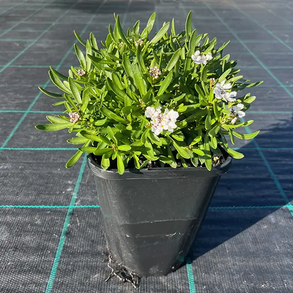 Iberis White Iberis White