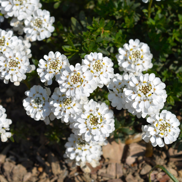Iberis White