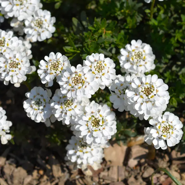 Iberis White Iberis White