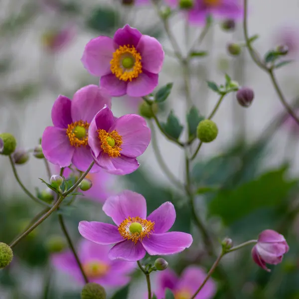 Japanese Windflower Bowles Pink
