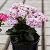 Kalanchoe Appleblossom Pink P12kalabp - Garden Express Australia