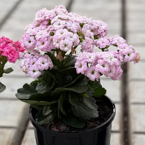 Kalanchoe Appleblossom Pink