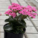Kalanchoe Candy Pink P12kalcpi - Garden Express Australia
