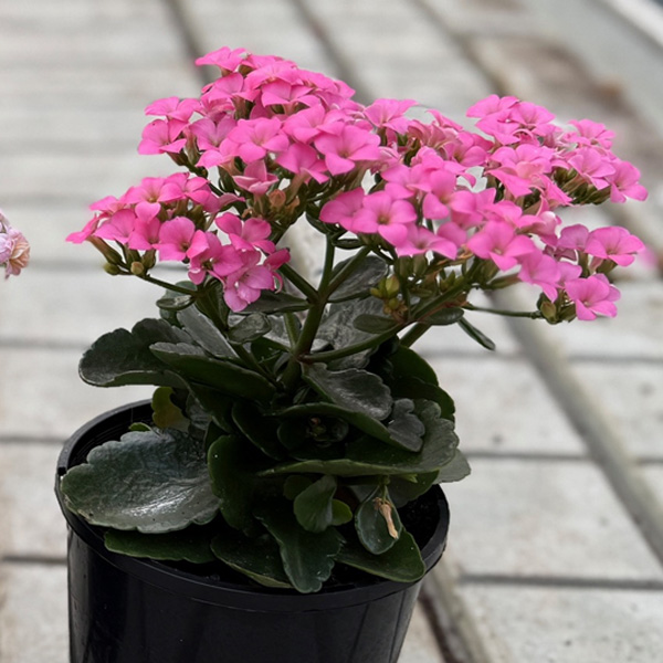 Kalanchoe Candy Pink