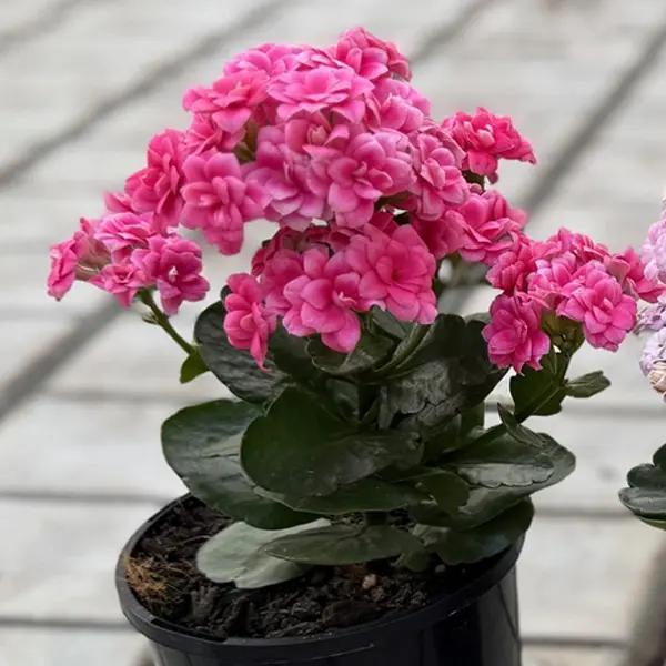 Kalanchoe Double Pink