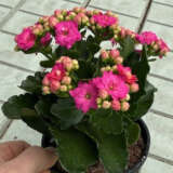 Kalanchoe Perfecta Pink