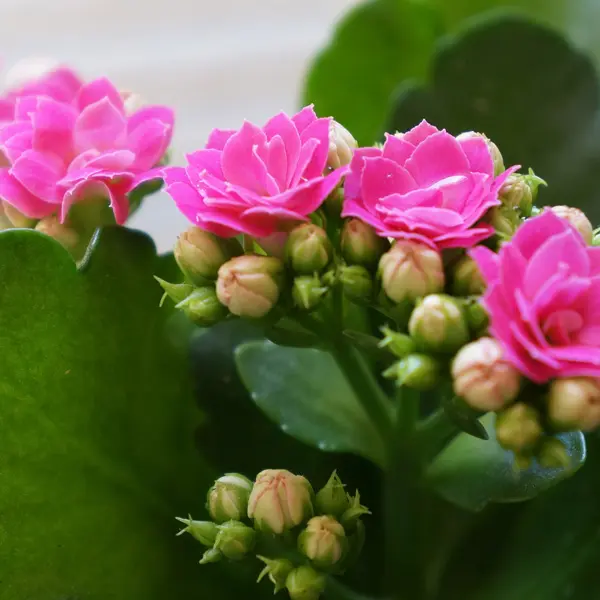 Kalanchoe Perfecta Pink Kalanchoe Perfecta Pink