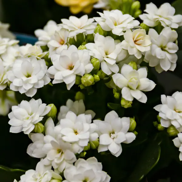 Kalanchoe Perfecta White