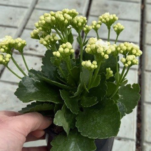 Kalanchoe Perfecta White