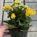 Kalanchoe Perfecta Yellow