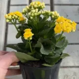 Kalanchoe Perfecta Yellow Kalanchoe Perfecta Yellow