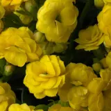 Kalanchoe Perfecta Yellow P14kalpyw - Garden Express Australia