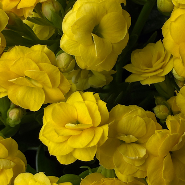 Kalanchoe Perfecta Yellow