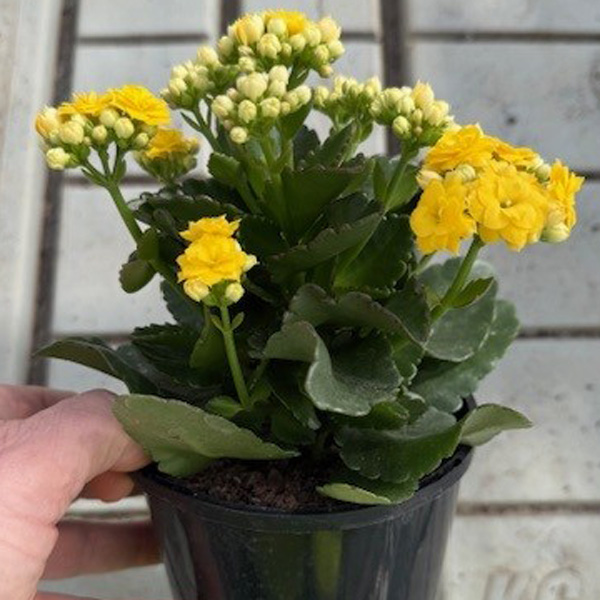 Kalanchoe Perfecta Yellow