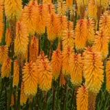 Kniphofia Tawny King 2025 Pkknitki - Garden Express Australia