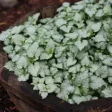 Lamium White Nancy P14lamwna - Garden Express Australia