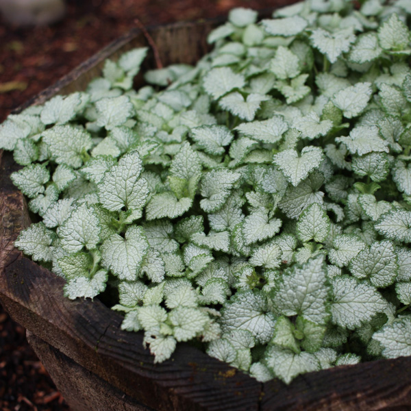 Lamium White Nancy 140mm