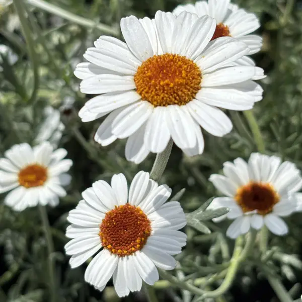 Leucanthemum Flirt