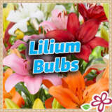 Lilium Bulbs 2025