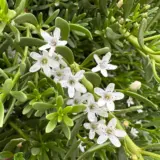 Myoporum Mallee Carpet Lpomyomca - Garden Express Australia
