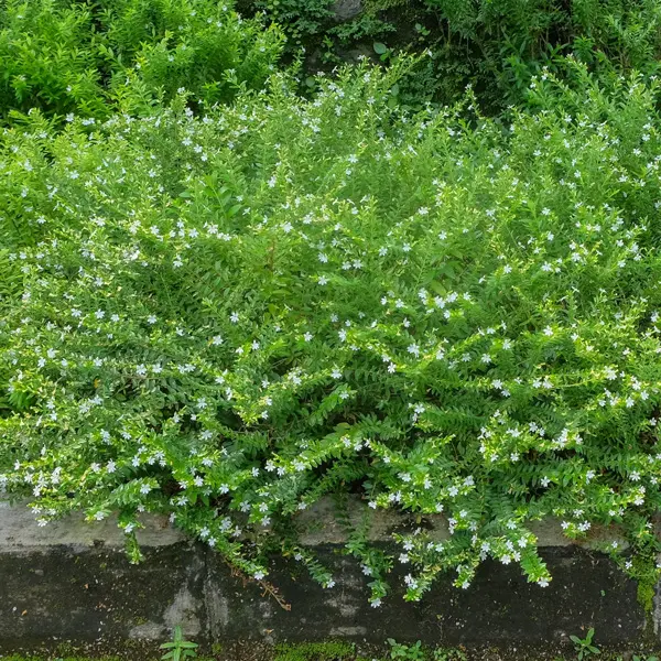 Myoporum Mallee Carpet