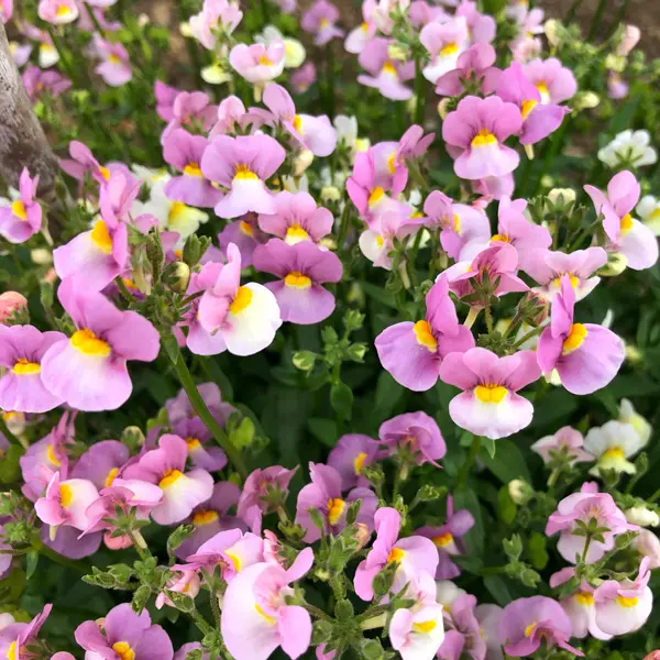 Nemesia Aromance Pink