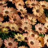 Osteospermum Apricot P14ostapr - Garden Express Australia