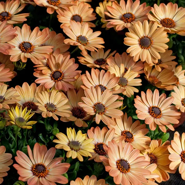 Osteospermum Apricot