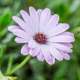 Osteospermum Lychee P14ostlyc - Garden Express Australia