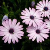 Osteospermum Pink Surprise P14ostpsr - Garden Express Australia