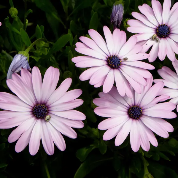 Osteospermum Pink Surprise