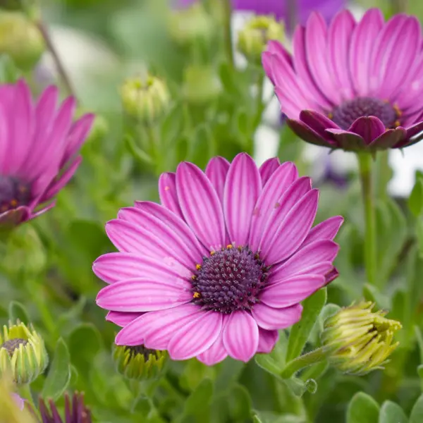 Osteospermum Prune