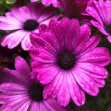 Osteospermum Raspberry P14ostras - Garden Express Australia