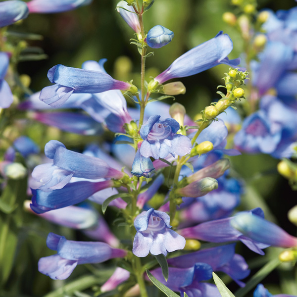 Penstemon Electric Blue