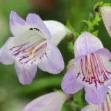 Penstemon Mother Of Pearl Penstemon Mother Of Pearl