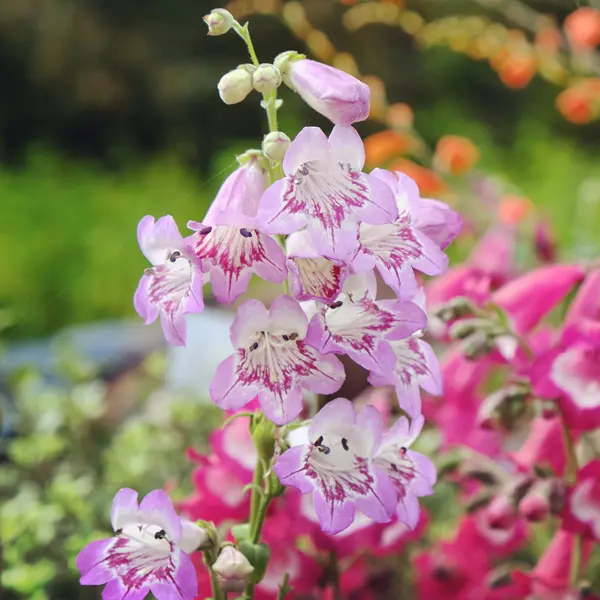 Penstemon Mother Of Pearl