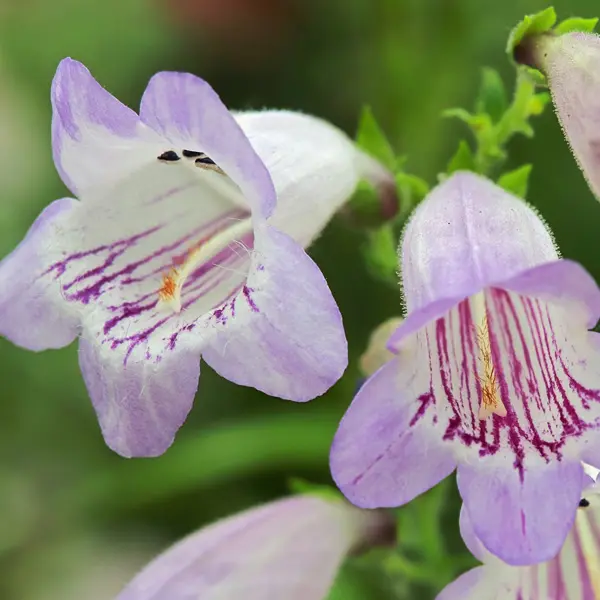 Penstemon Mother Of Pearl