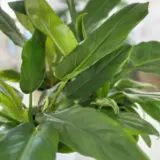 Philodendron Peggasus (Pbr) Philodendron Peggasus (Pbr)