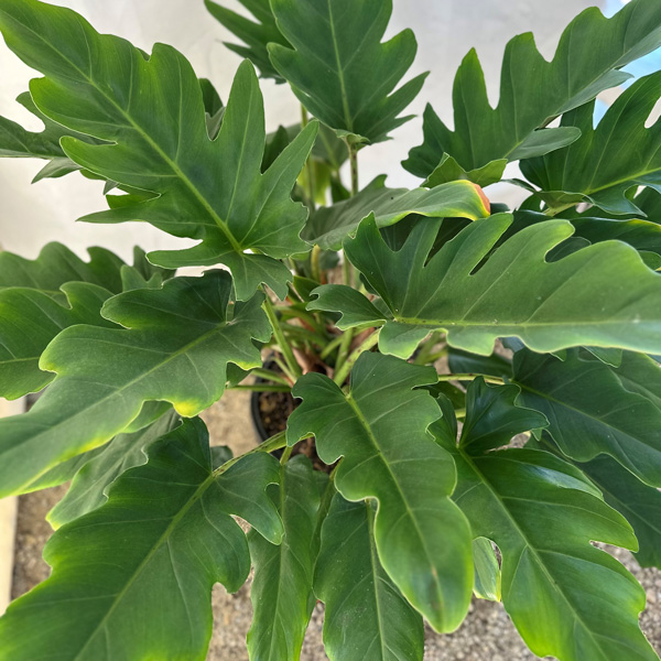 Philodendron Peggasus (pbr)