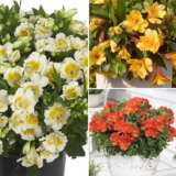 Princess Lily Collection 3 2025 Colplico3 - Garden Express Australia
