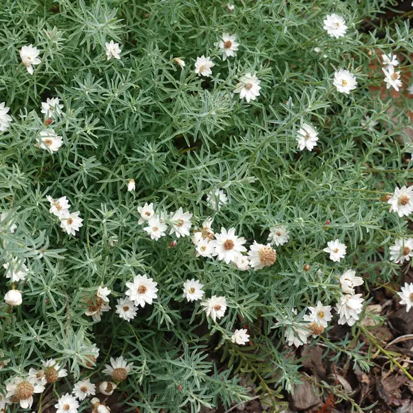 Rhodanthe Chamomile Sunray