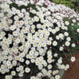 Rhodanthe Red Point