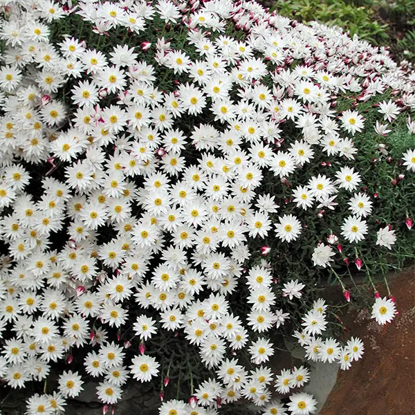 Rhodanthe Red Point Rhodanthe Red Point