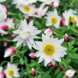 Rhodanthe Red Point P14rhorpo - Garden Express Australia
