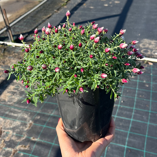 Rhodanthe Red Point