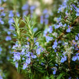 Rosemary Officinalis Lporosoff - Garden Express Australia