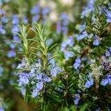 Rosemary Officinalis Lporosoff - Garden Express Australia