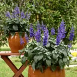 Salvia Mysty P68salmyst - Garden Express Australia