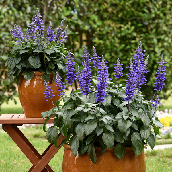 Salvia Mysty